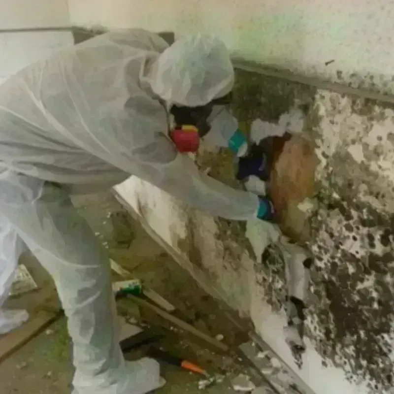 Best Mold Remediation and Removal Service in Ritzville, WA